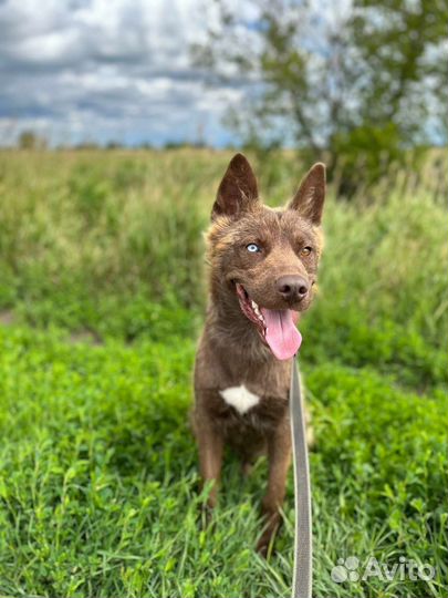 Разноцветноглазый 