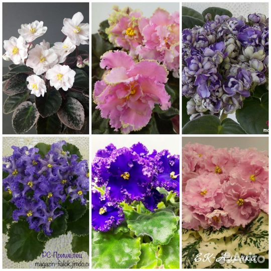 Фиалки сортовые