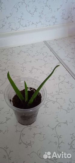 Комнатные растения, отводки