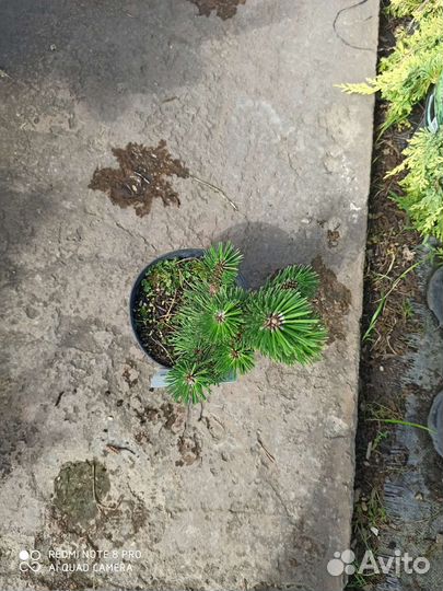 Сосна котобуки