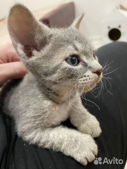 Котёнок Сфинкс браш