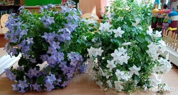 Кампанула жених и невеста