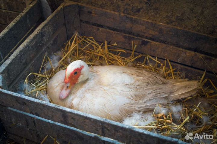 Инкубационное яйцо индейки, цесарки, индоутки