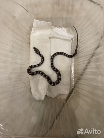 Маисовый полоз