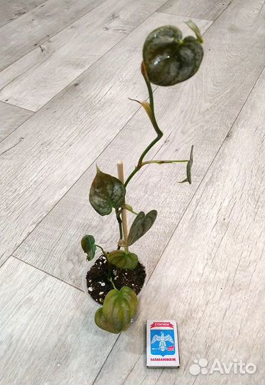 Филодендрон, Эпипремнум, Сингониум, Сциндапсус