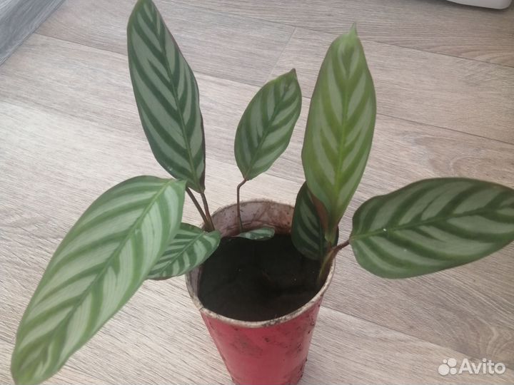 Ктенанта оппенгейма