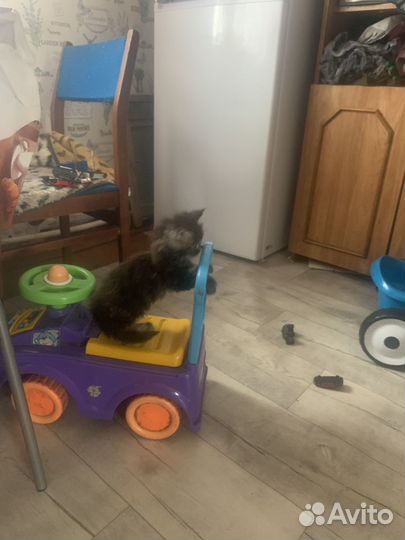 Домашние животные котята