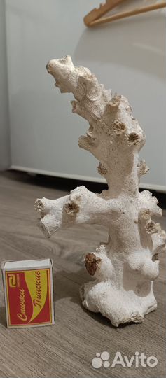 Морской коралл