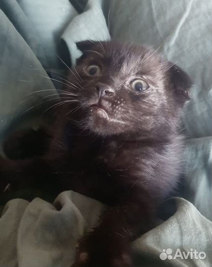 Вислоухий котенок