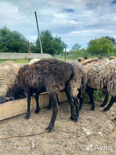 Овцематки и ярки