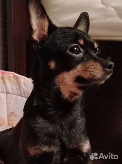 Мини той-терьер щенки