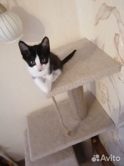 Котенок мальчик)