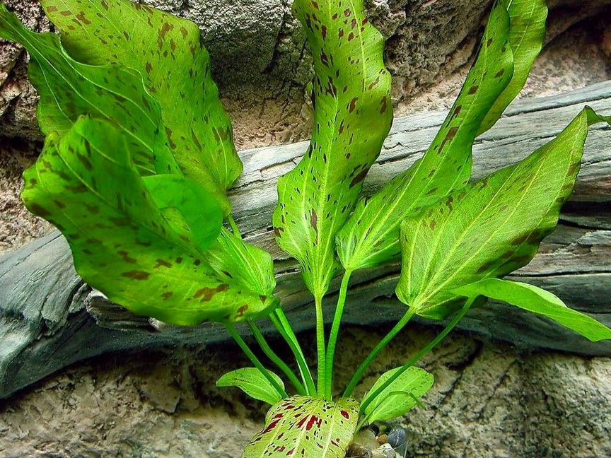 Эхинодорус Оцелот зеленый (Echinodorus ozelot)