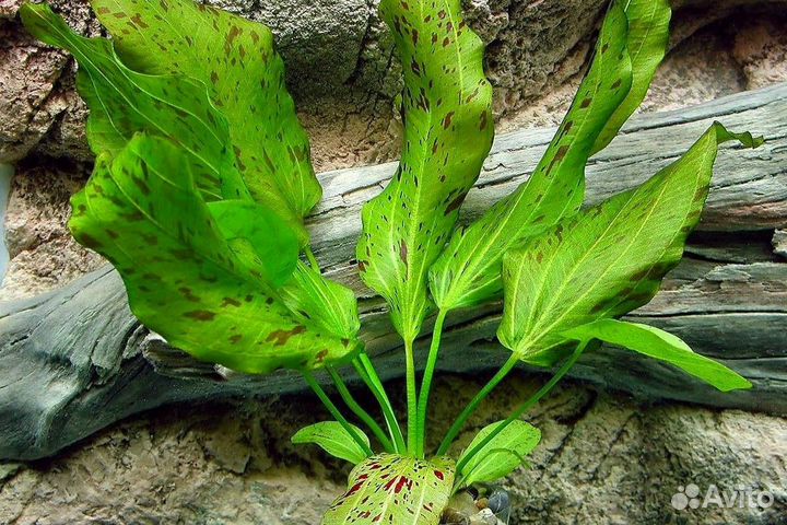 Эхинодорус Оцелот зеленый (Echinodorus ozelot)