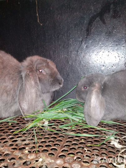 Кролики: нзк, калифорния, фландеры, строкачи, бара