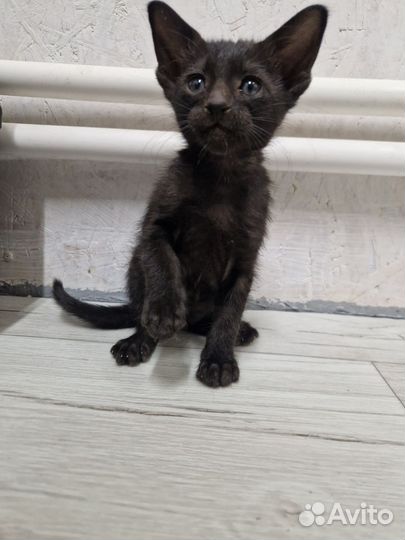 Ориентальные котята