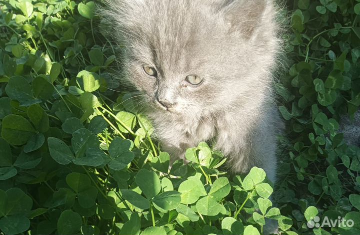 Кошка британочка