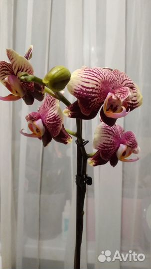 Орхидея фаленопсис phantom