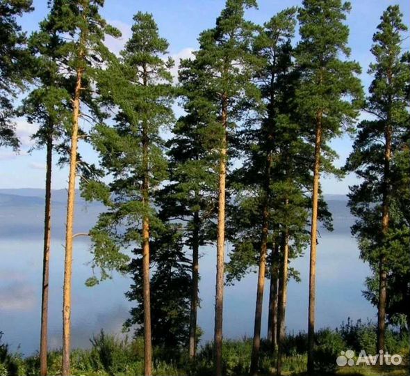 Сосна крупномеры