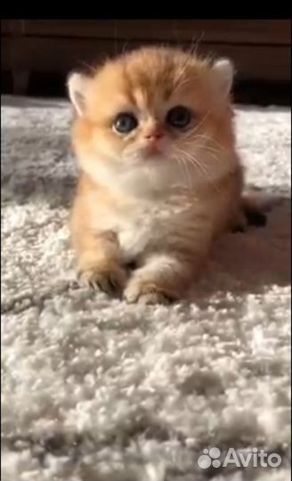 Шотландские котята