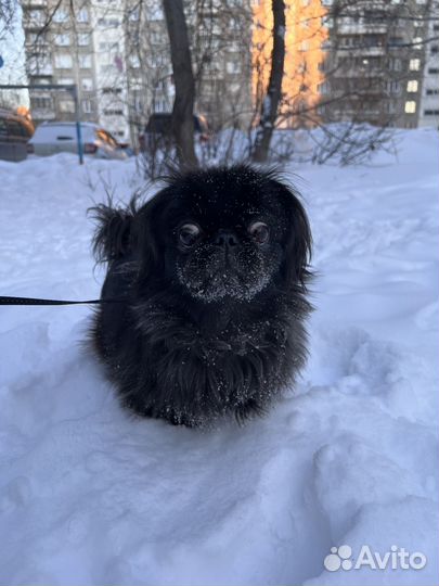 Пекинес
