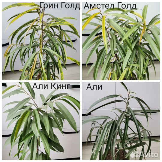 Сортовые фикусы и чёрный замиокулькас на срез