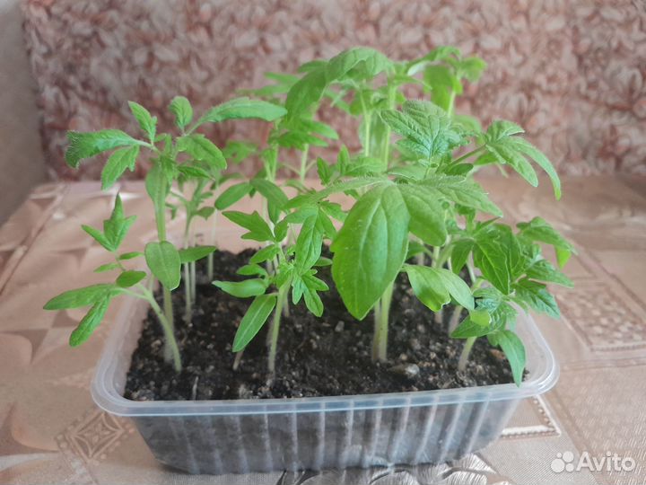 Продам рассаду баклажан,перца,помидор
