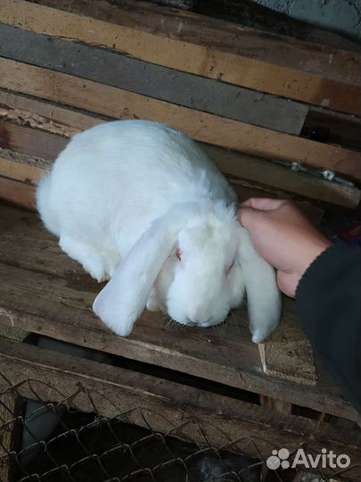 Кролики породы французский баран