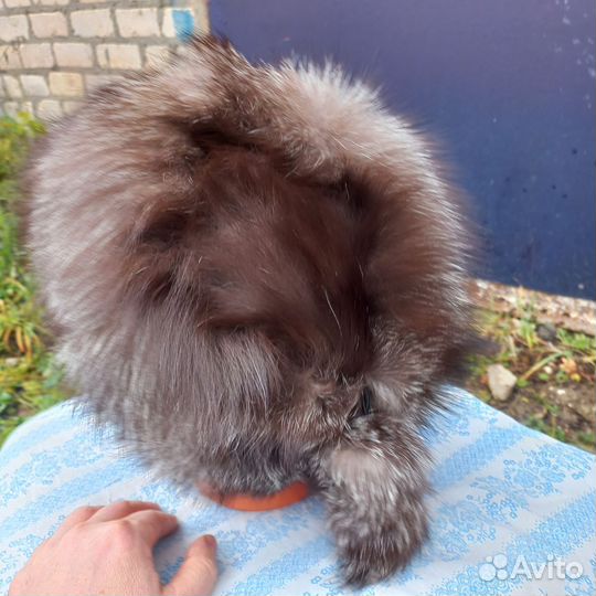 Шапка женская