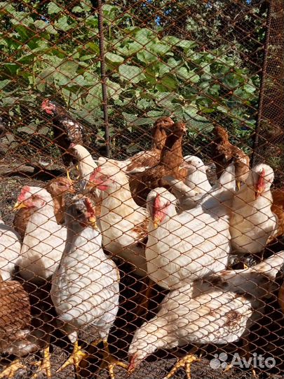 Петушки разных пород