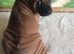 Тайский риджбек щенок