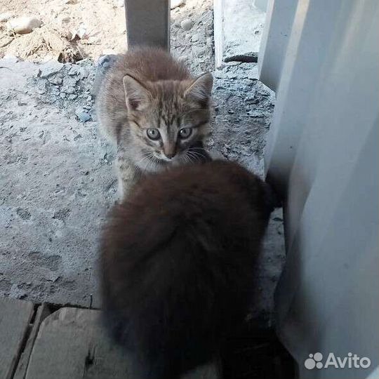 Бездомные котята