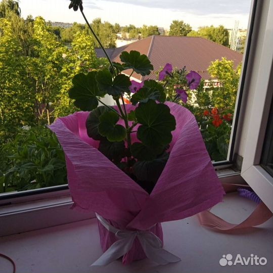 Пеларгония герань, подарок