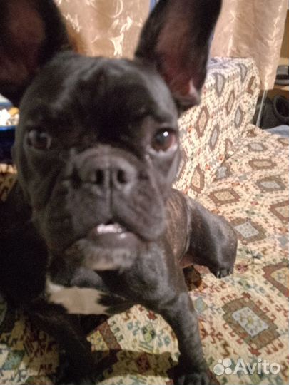 Французский бульдог