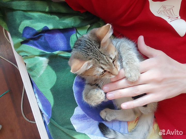 Котёнок (мальчик) в добрые руки