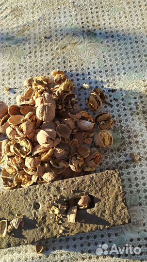 Грецкий орех