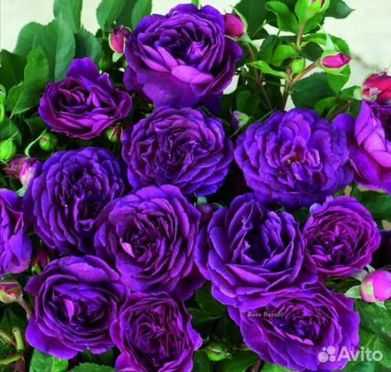 Саженцы роз Перпл Эден, эбб Тайд на весну 2024г