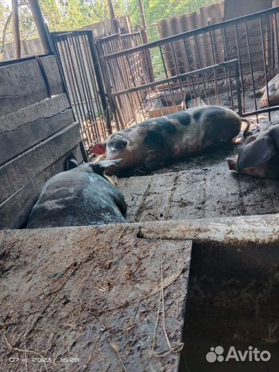 Свиньи 5 штук