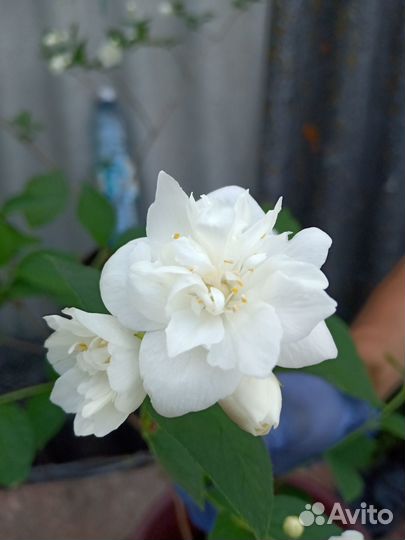 Саженцы чубушник махровый/немахровый (жасмин )