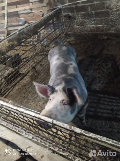 Свиньи живым весом