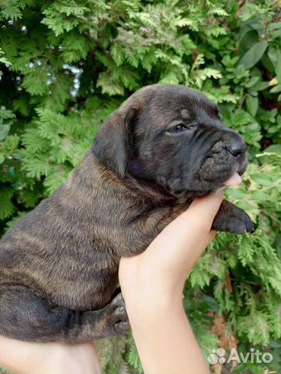 Щенки Кане корсо