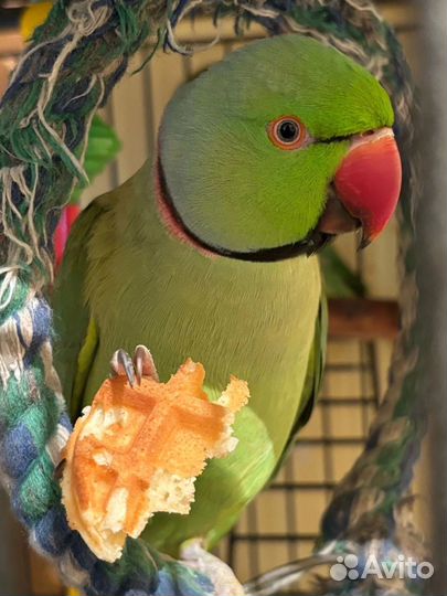 Ожереловый попугай