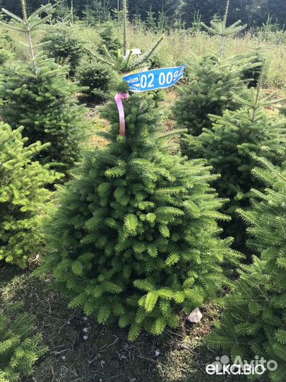 Ель 1м - 1,5м оптом и в розницу