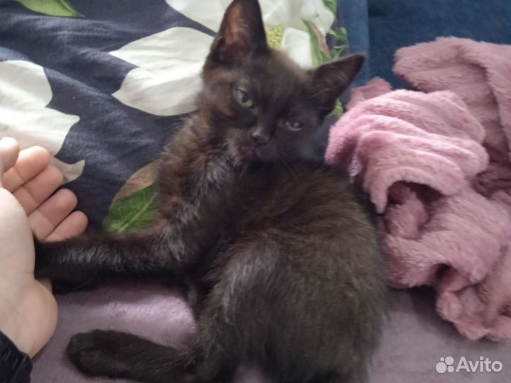 Черный котенок в добрые руки