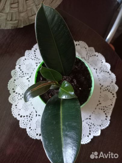 Фикус Мелани