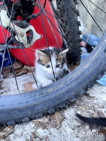 Отдам котят в добрые руки