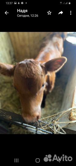 Продаю телочку