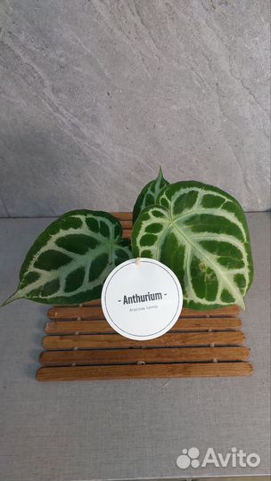 Антуриум сильвер блаш