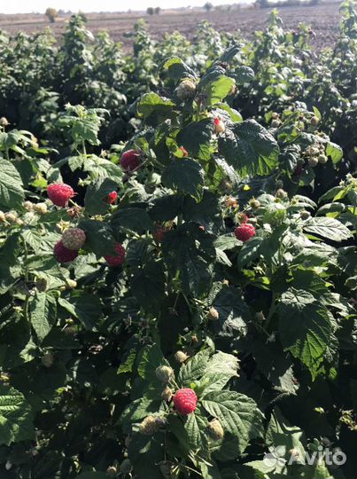 Саженцы ремонтантной малины пингвин