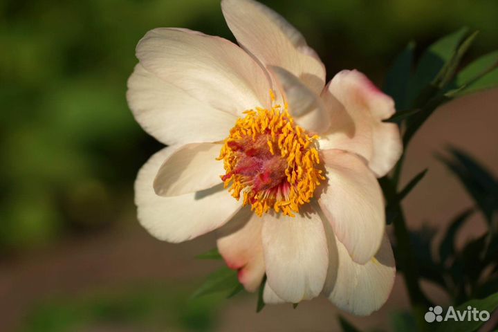 Пионы на осень